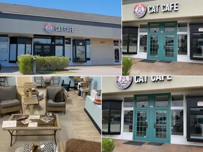 Kitty Pause Kitty Café, business photo 1